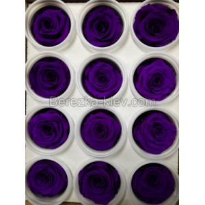 Роза мини фиолетовая